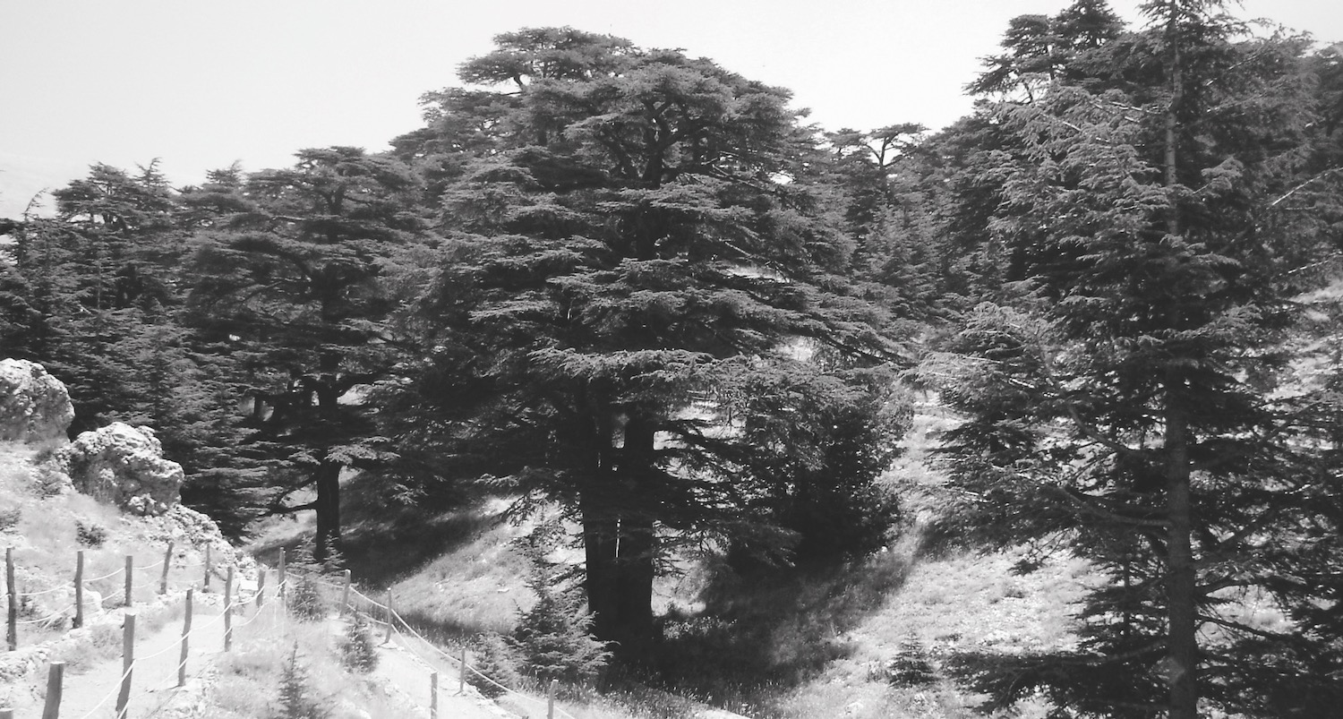 Cedar tree, Lebanon