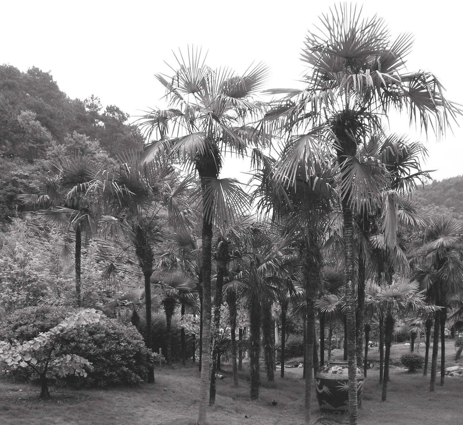 Palm tree, China